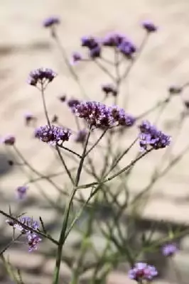 VERBENA bonariensis 'Lollipop'