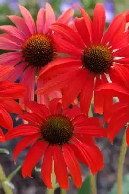 ECHINACEA 'Tomato Soup'