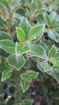 PITTOSPORUM tenuifolium 'Stevens Island' - image 1