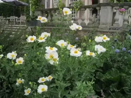 ROMNEYA coulteri - image 1