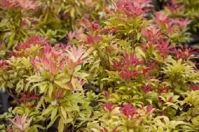 PIERIS japonica 'Mountain Fire' - image 1