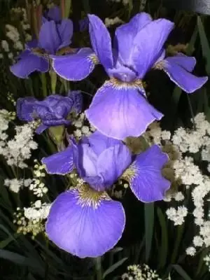 IRIS sibirica 'Silver Edge'