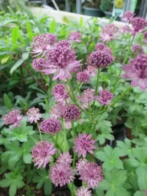 ASTRANTIA 'Roma' - image 2