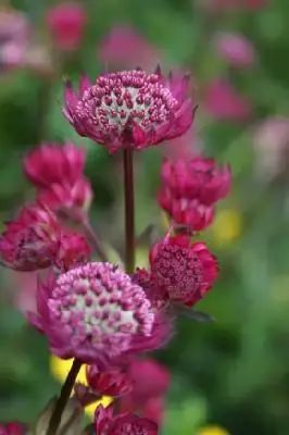 ASTRANTIA major 'Claret'