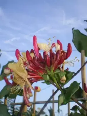 LONICERA periclymenum 'Serotina'