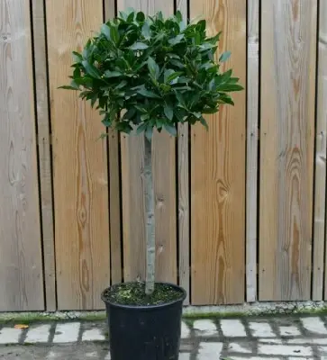 LAURUS nobilis Half Standard