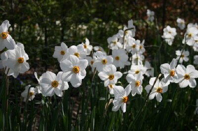 Narcissus poeticus recurvus