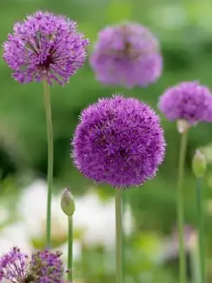 ALLIUM hollandicum 'Purple Sensation' - image 1