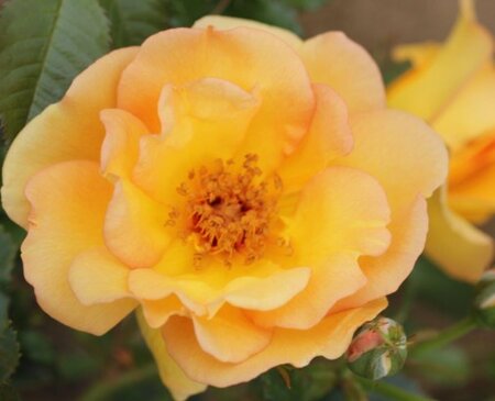 ROSA 'Maigold'