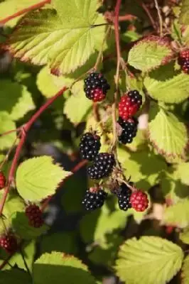 Rubus fruticosus 'Thornfree' (BLACKBERRY)