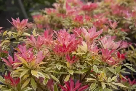 PIERIS 'Flaming Silver' - image 1