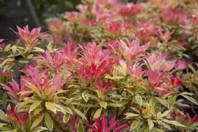 PIERIS 'Flaming Silver' - image 1