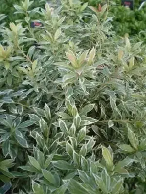 PIERIS japonica 'Little Heath'