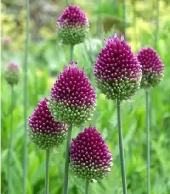 ALLIUM sphaerocephalon