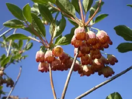 ENKIANTHUS campanulatus