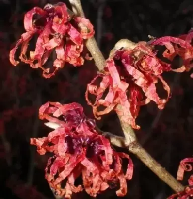 HAMAMELIS x intermedia 'Diane' - image 1