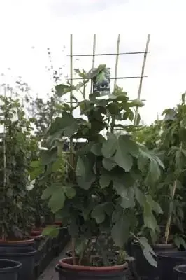 Ficus carica 'Brown Turkey' (FIG)