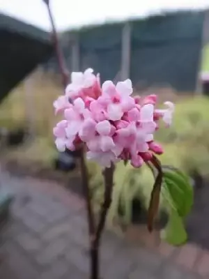 VIBURNUM x bodnantense 'Dawn'