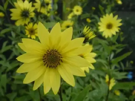 HELIANTHUS 'Lemon Queen'