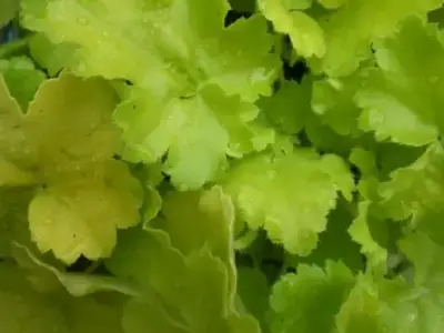 HEUCHERA 'Key Lime Pie'