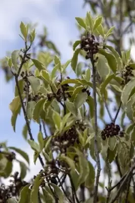 PITTOSPORUM tenuifolium 'Silver Queen'