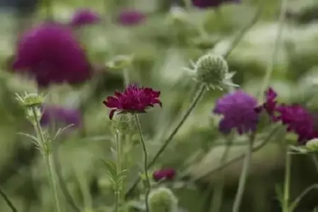 KNAUTIA macedonica