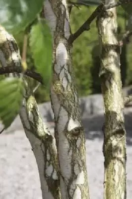 BETULA utilis jacquemontii 'Doorenbos'