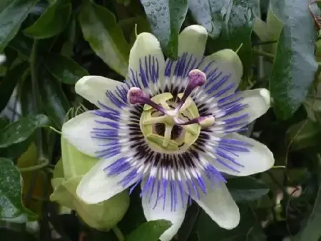 PASSIFLORA caerulea