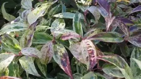 LEUCOTHOE fontanesiana 'Rainbow'