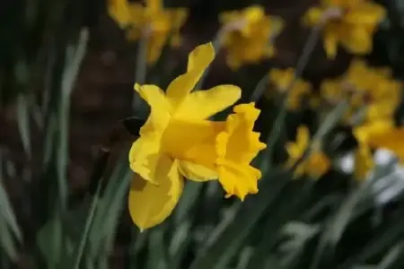 Narcissus 'King Alfred'