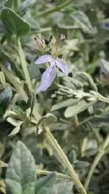 TEUCRIUM fruticans