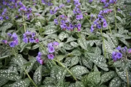 PULMONARIA 'Trevi Fountain'