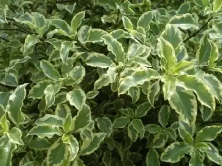 PITTOSPORUM tenuifolium 'Variegatum'