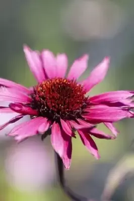 ECHINACEA purpurea 'Fatal Attraction' - image 1