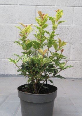 OSMANTHUS heterophyllus 'Goshiki' - image 2