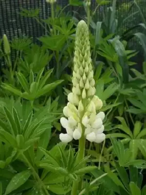 LUPINUS 'Noble Maiden'