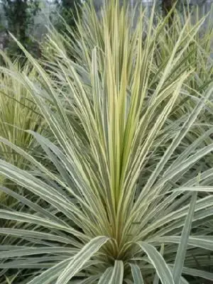 CORDYLINE australis 'Torbay Dazzler'