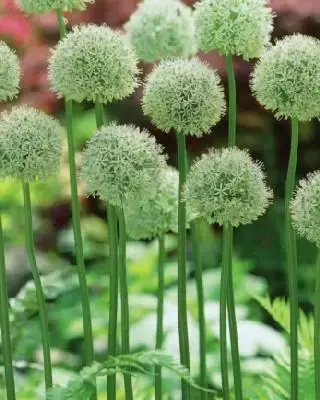 ALLIUM stipitatum 'Mount Everest' - image 1