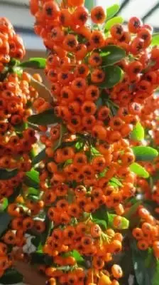 PYRACANTHA 'Saphyr Orange'