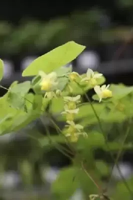 EPIMEDIUM pinnatum colchicum