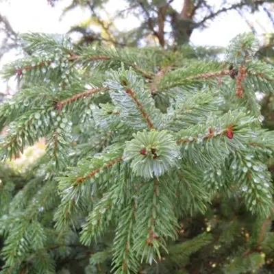 PICEA omorika