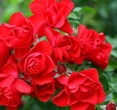 ROSA 'Flower Carpet Scarlet'