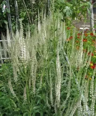 VERONICASTRUM virginicum 'Album'