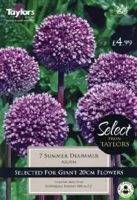 ALLIUM 'Summer Drummer'