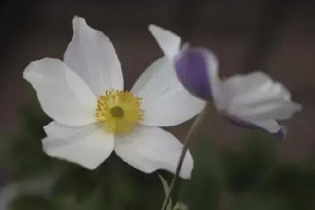 ANEMONE 'Wild Swan' - image 1