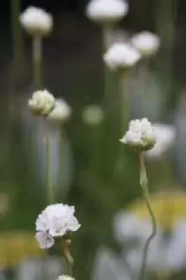 ARMERIA maritima 'Alba' - image 1