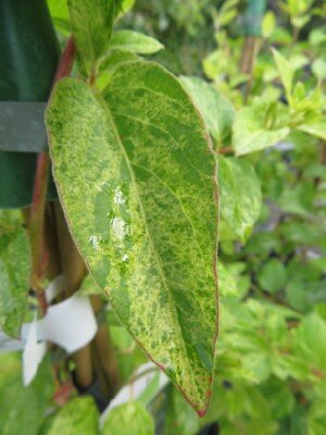 LONICERA japonica 'Mint Crisp'