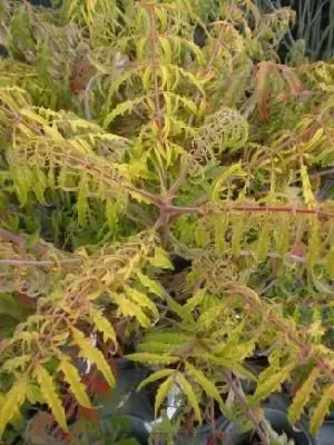 RHUS typhina 'Tiger Eyes' - image 1