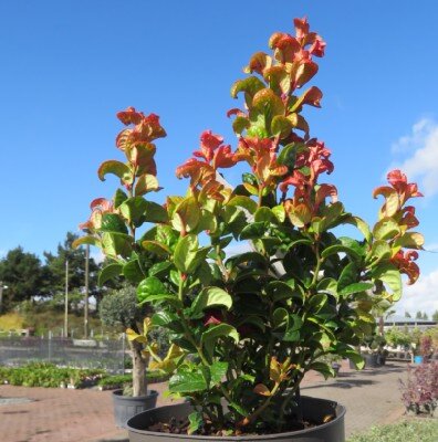 LEUCOTHOE axillaris 'Curly Red' - image 1