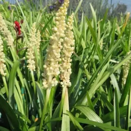 LIRIOPE muscari 'Monroe White'